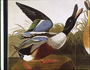 Northern Shoveler by John James Audubon. Bird print from Rare Book [verify not Elephant Folio].   No text on page.