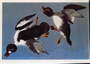 Common Goldeneye Duck by John James Audubon. No. 70, bird print from Rare Book. Verify, not Elephant Folio.