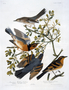 Mountain Mockingbird and Varied Thrush. Plate 369 (CCCLXIX) from John James Audubon's Birds of America, original double elephant folio (1835-38), hand-coloured aquatint. Engraved, printed and coloured by R. Havell (& Son), London. Rare Book Room. Type of Plate REGULAR