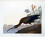 Glossy Ibis Plate 387 from John James Audubon's Birds of America, original double elephant folio (1835-38), hand-coloured aquatint. Engraved, printed and coloured by R. Havell (& Son), London. Rare Book Room