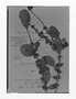 Sideroxylon obtusifolium subsp. obtusifolium image