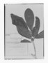 Pouteria guianensis image