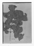 Strychnos rubiginosa image