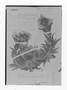 Gentianella selaginifolia image