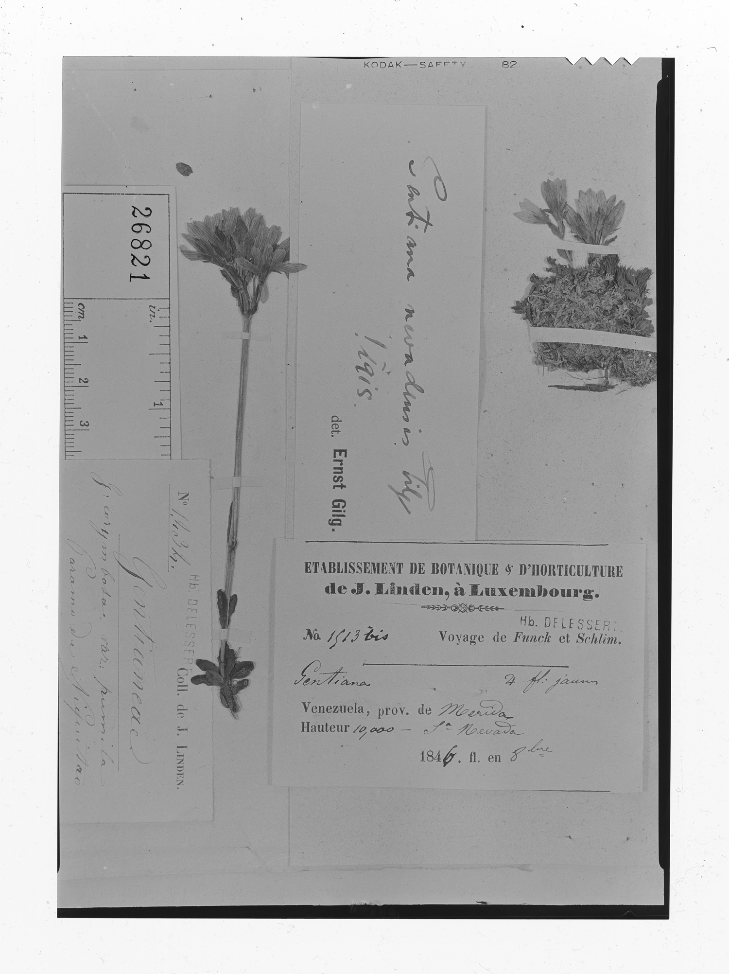 Gentiana nevadensis image