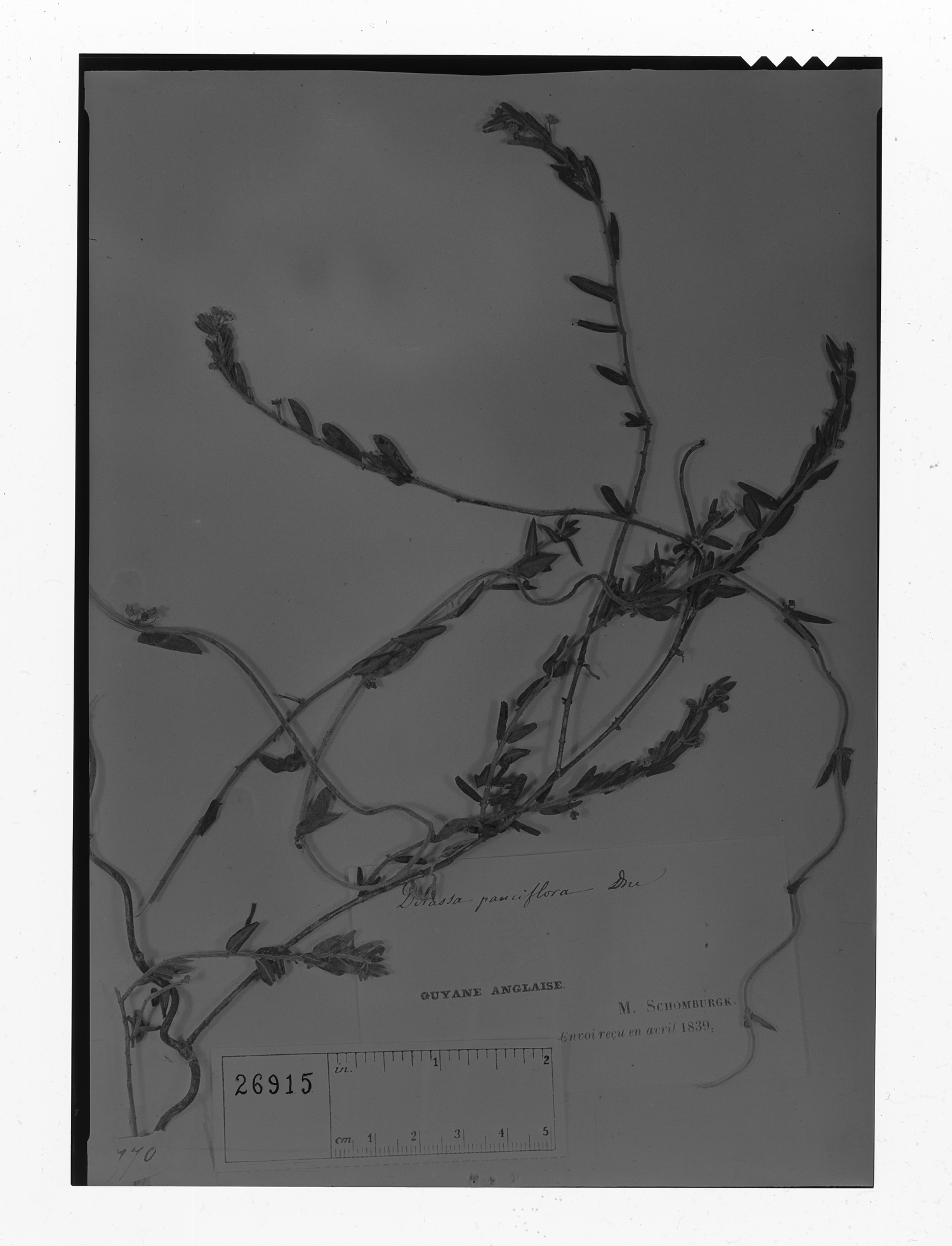 Ditassa pauciflora image