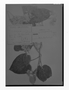 Philibertia affinis image