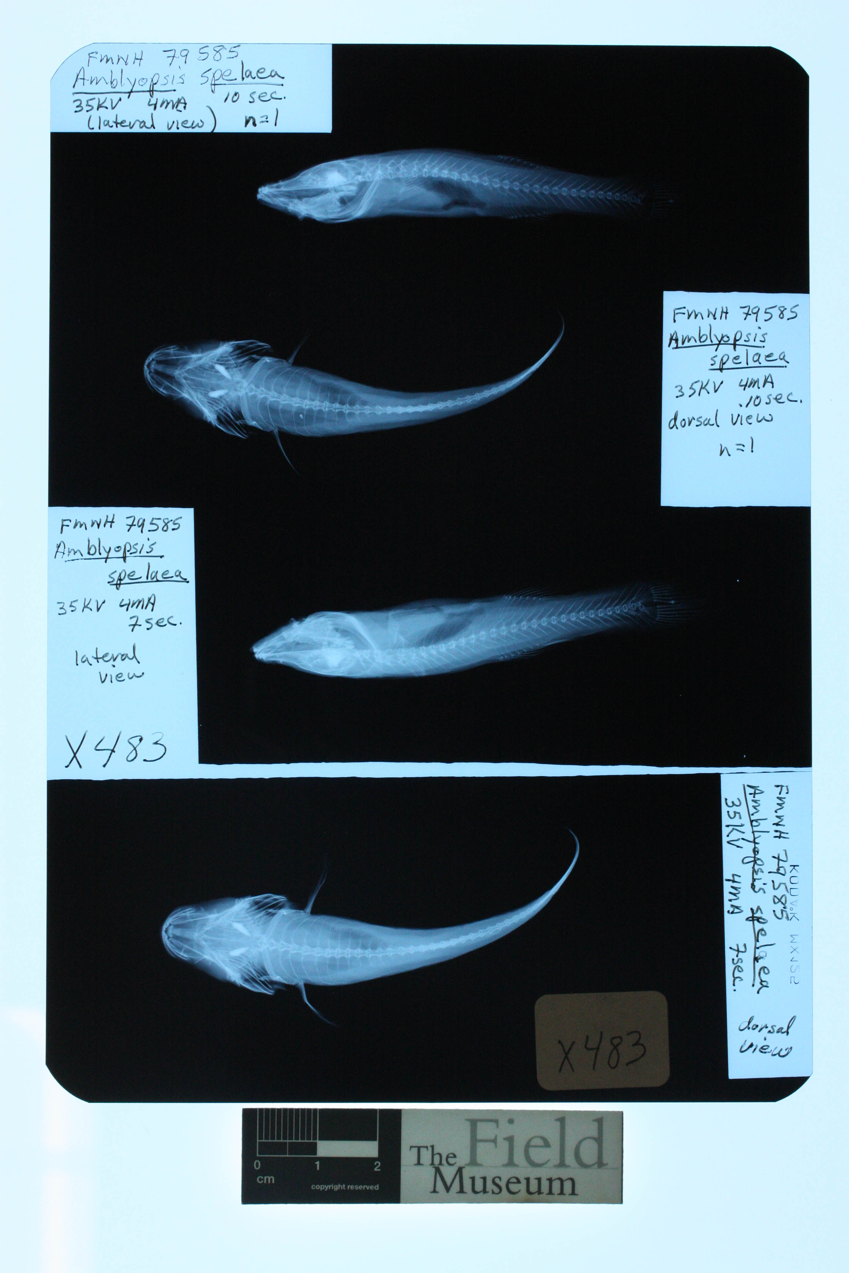 Northern Cavefish (Amblyopsis spelaea) — Amblyopsidae