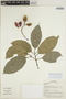 Sloanea latifolia image