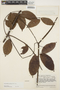Forsteronia affinis image