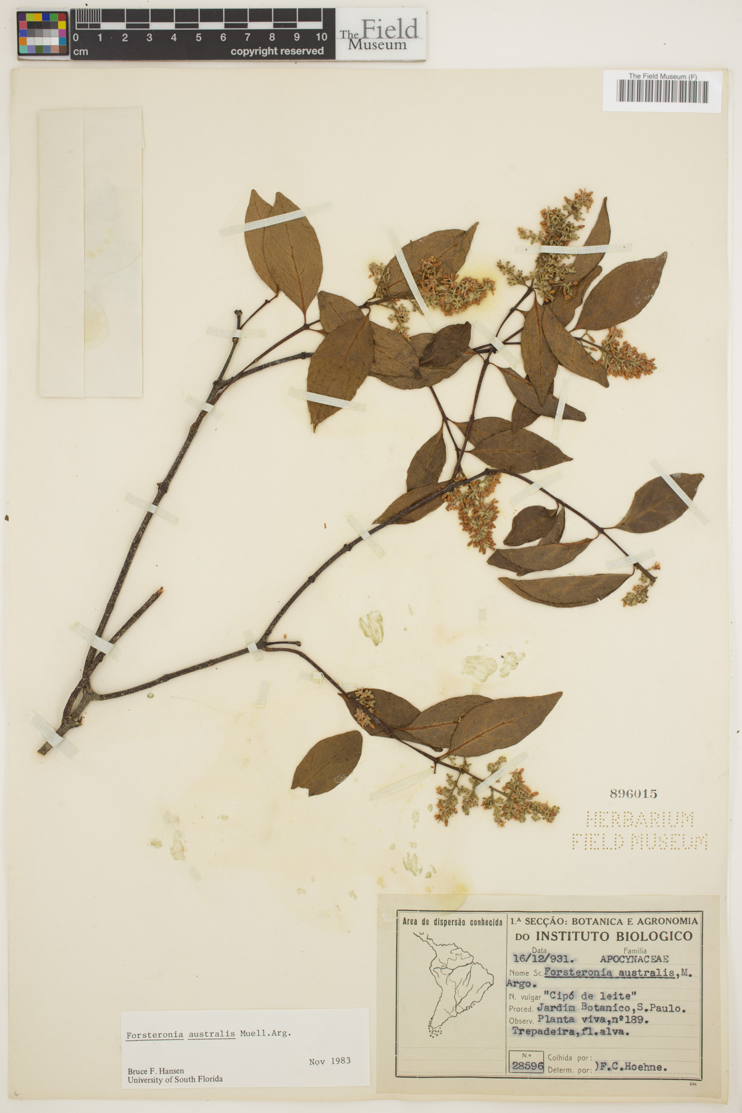 Forsteronia australis image