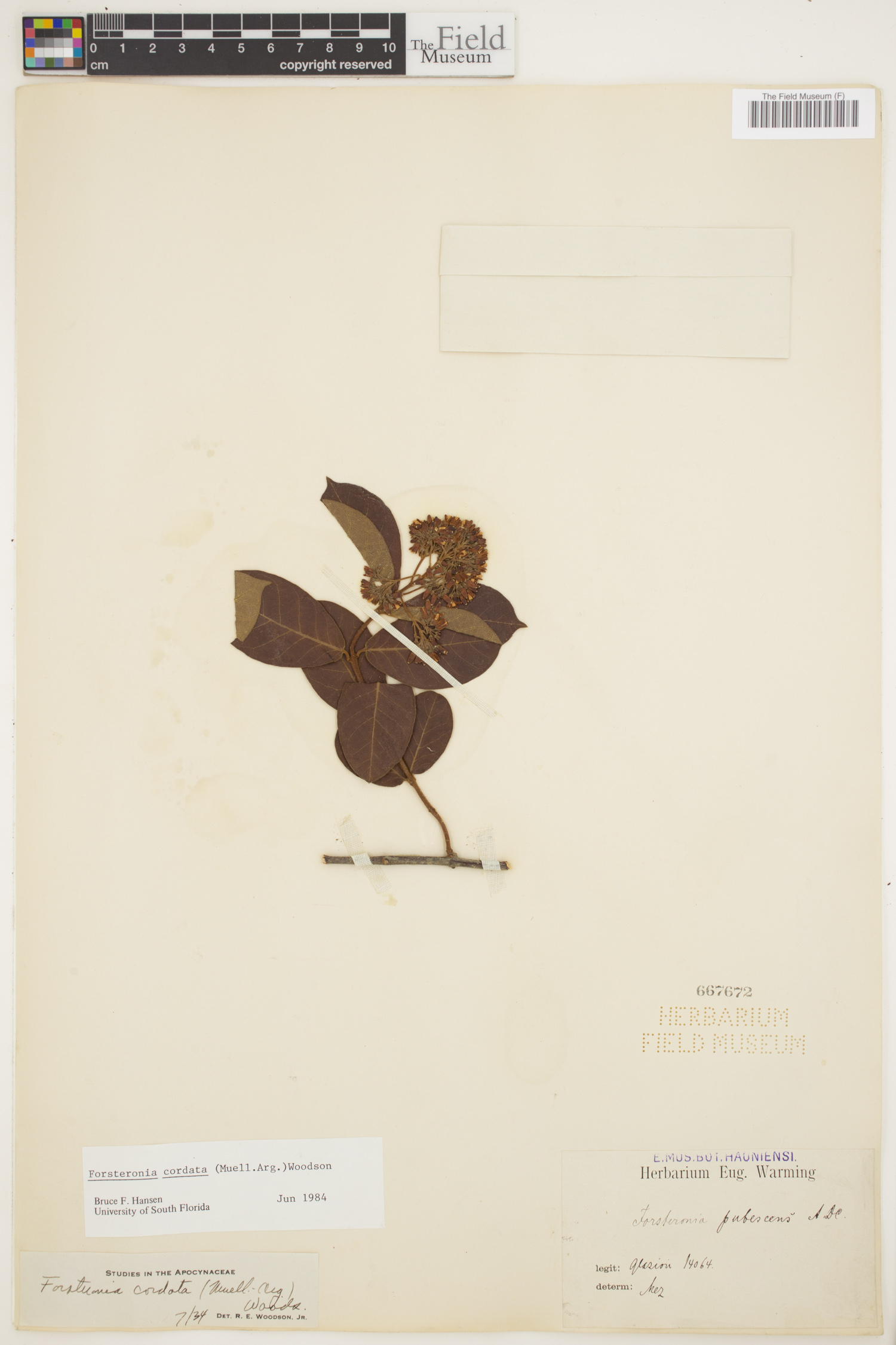 Forsteronia cordata image