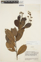 Forsteronia diospyrifolia image