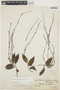 Forsteronia glabrescens image