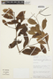 Forsteronia graciloides image