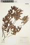 Forsteronia glabrescens image