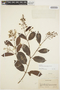 Forsteronia graciloides image