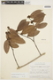 Forsteronia laurifolia image