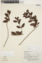 Forsteronia leptocarpa image