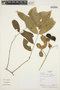Forsteronia myriantha image