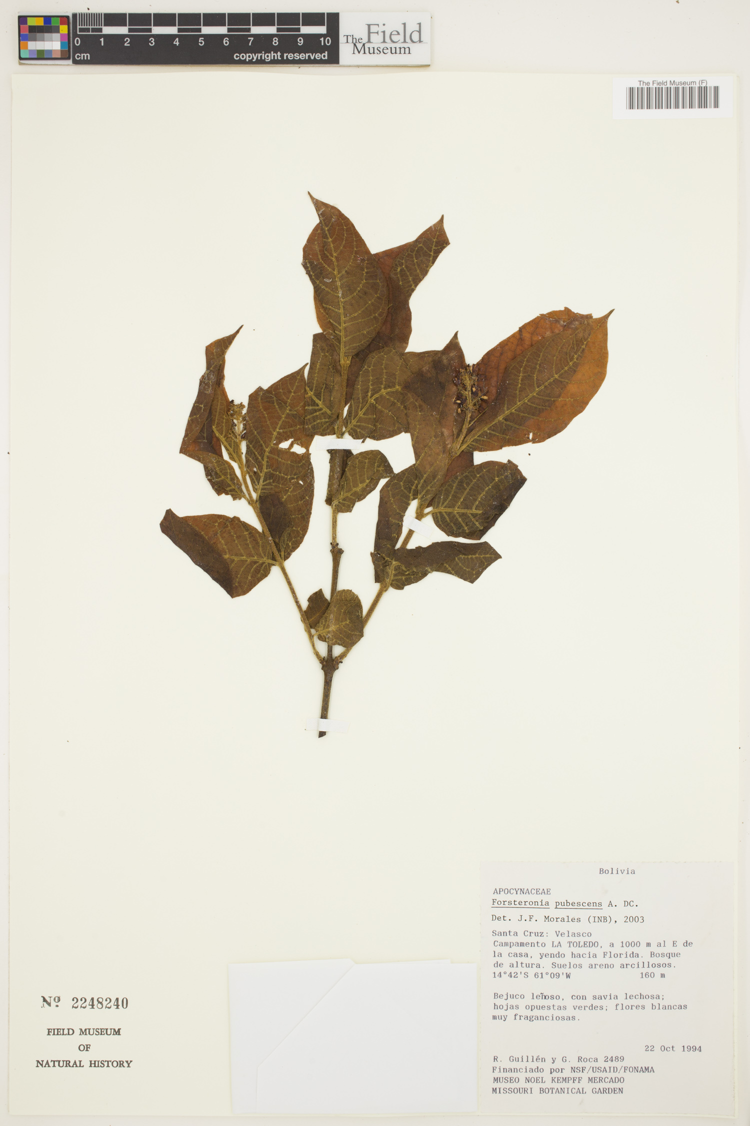 Forsteronia pubescens image