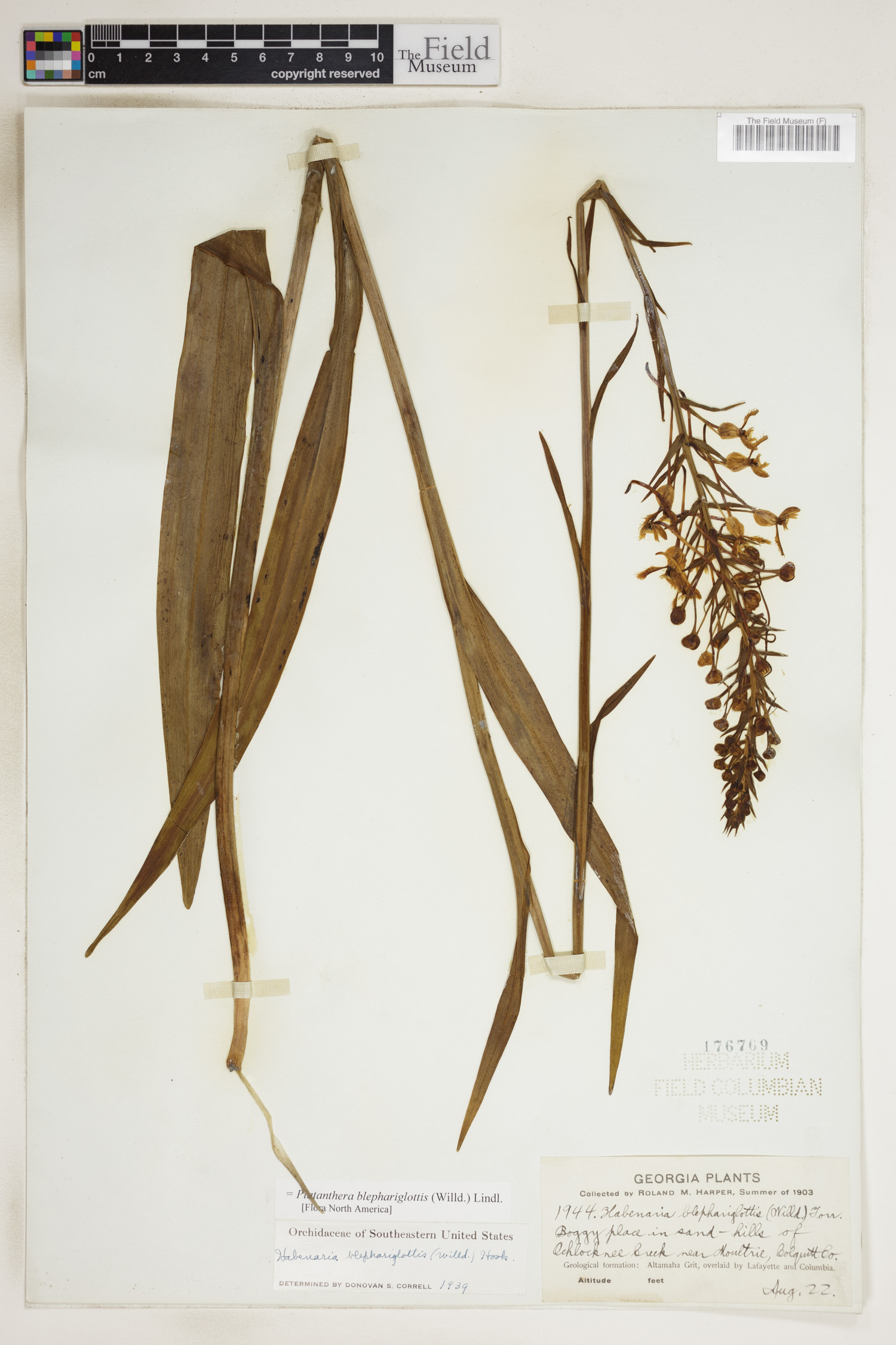 Platanthera blephariglottis image