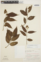 Forsteronia thyrsoidea image
