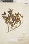 Forsteronia velloziana image
