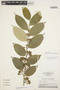 Geissospermum argenteum image