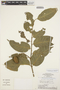 Geissospermum urceolatum image