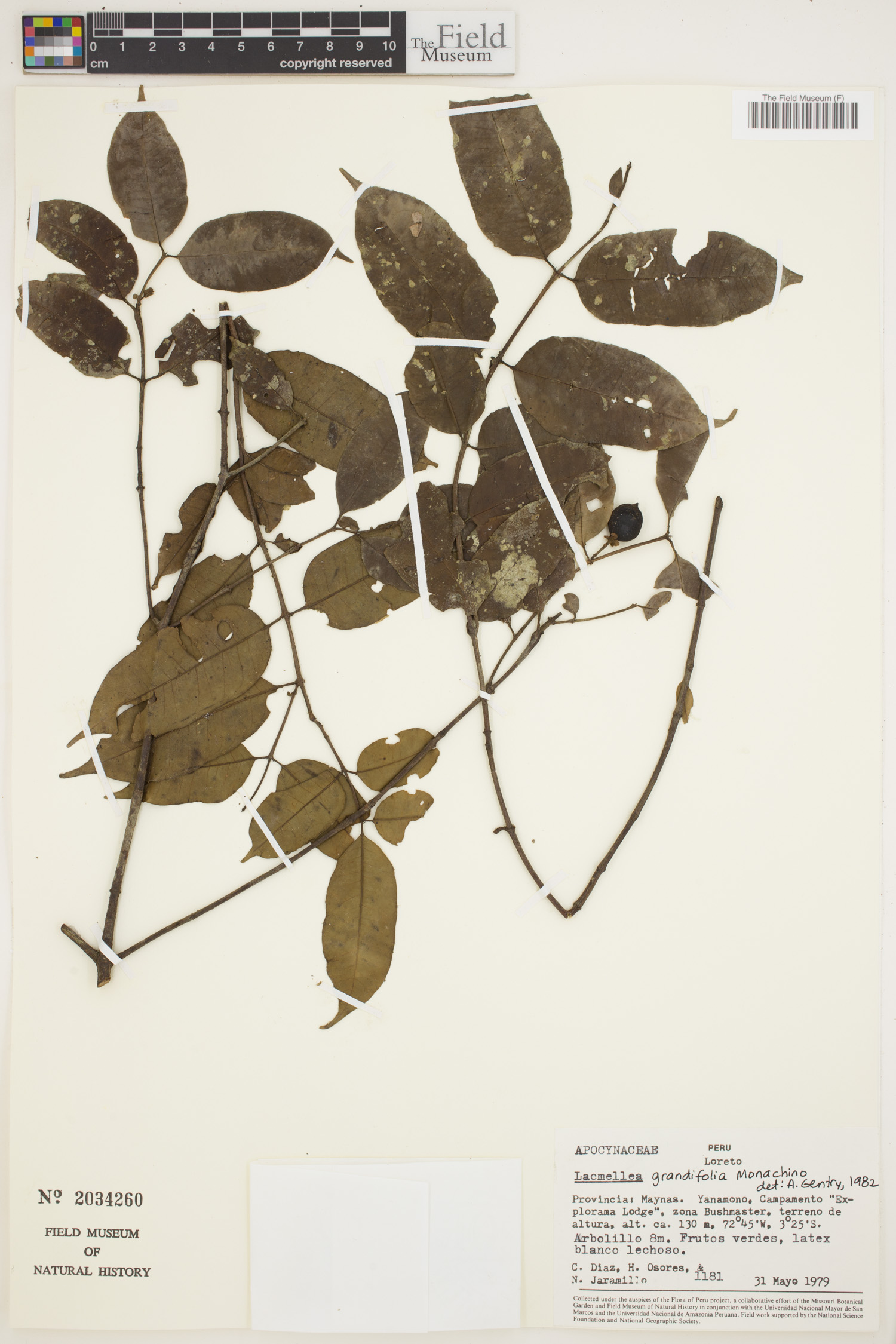 Lacmellea grandiflora image