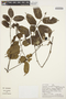Lacmellea grandiflora image