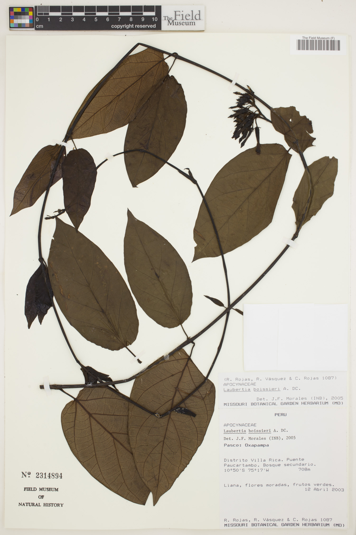 Laubertia boissieri image