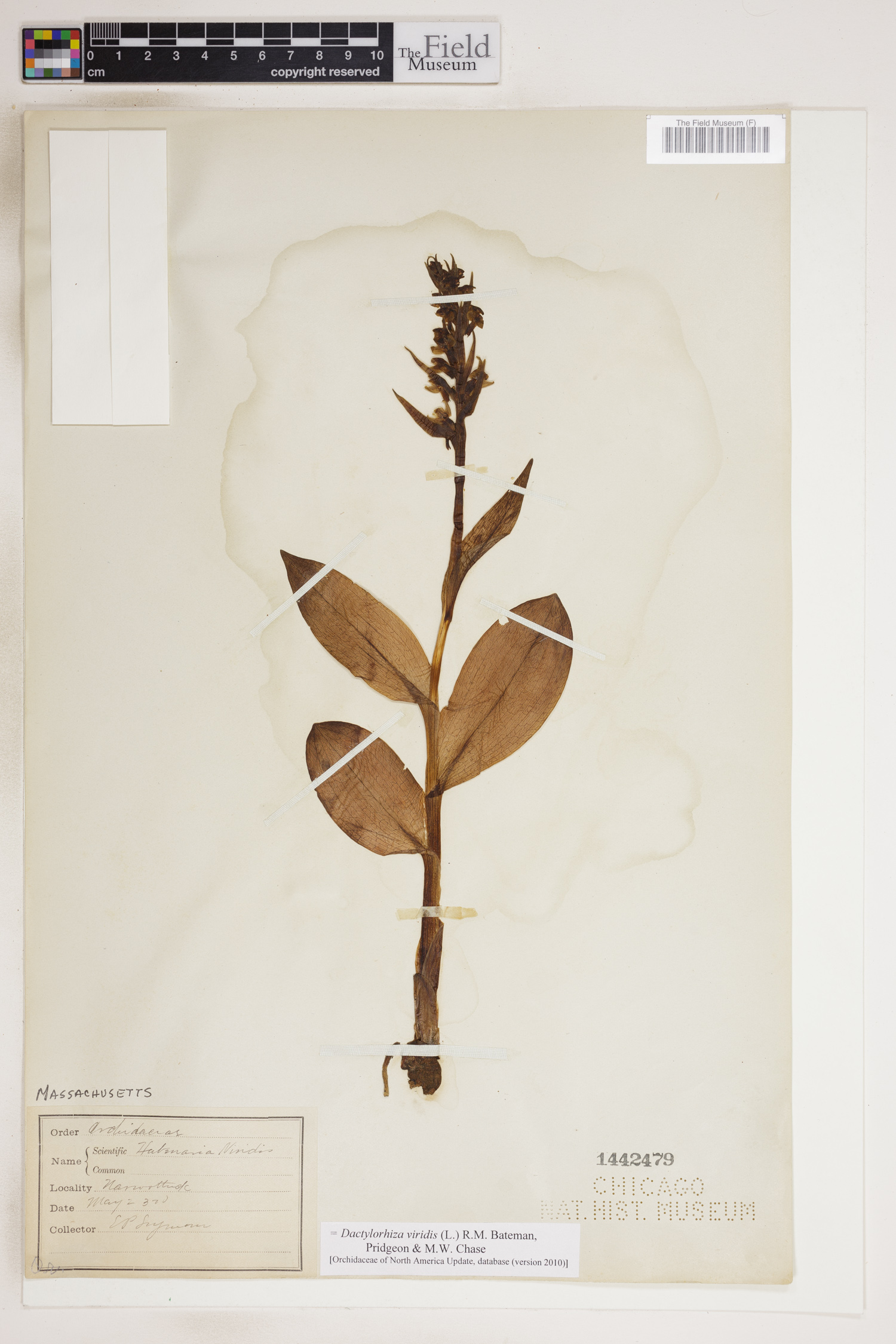 Dactylorhiza viridis image