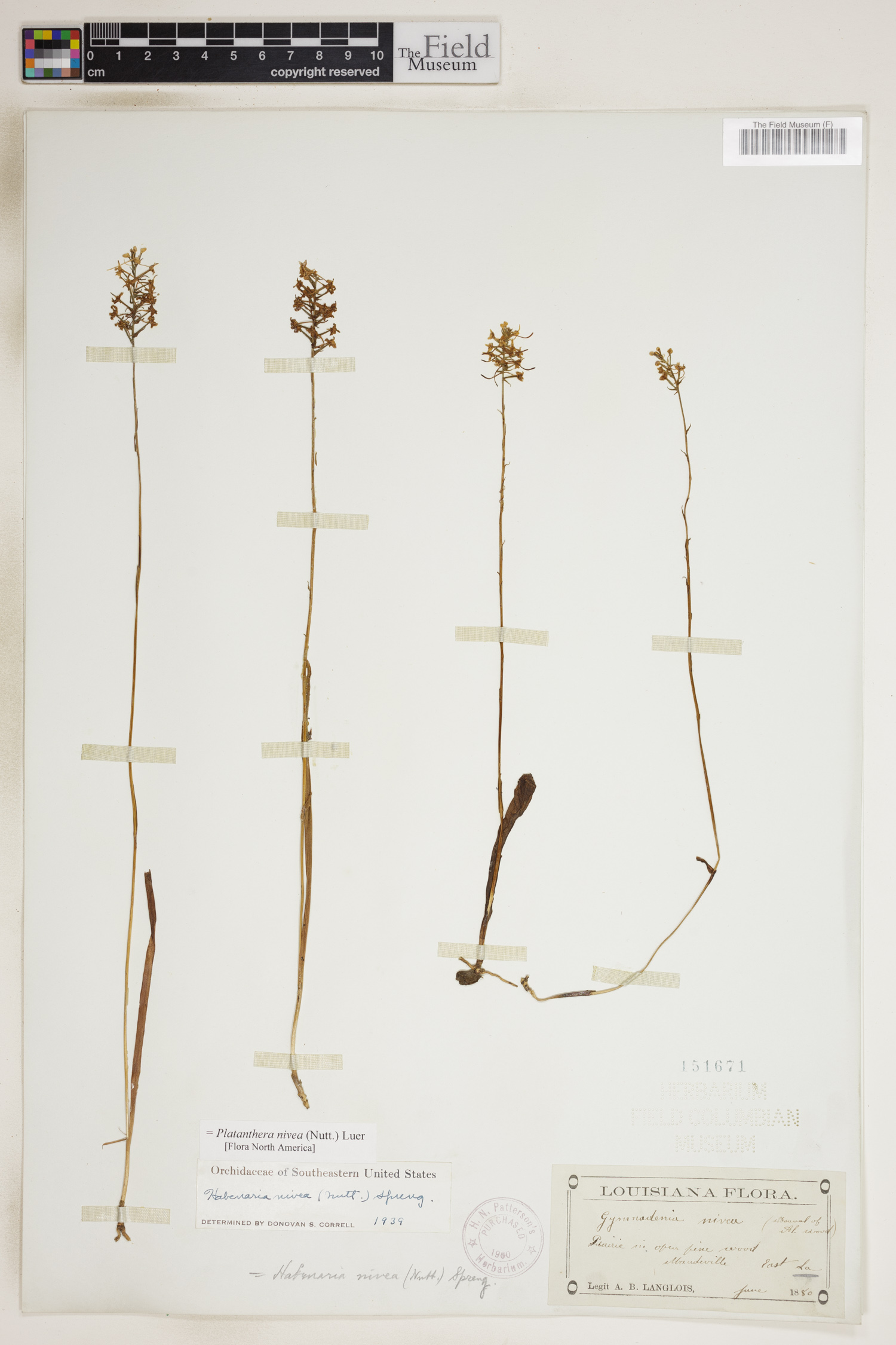 Platanthera nivea image