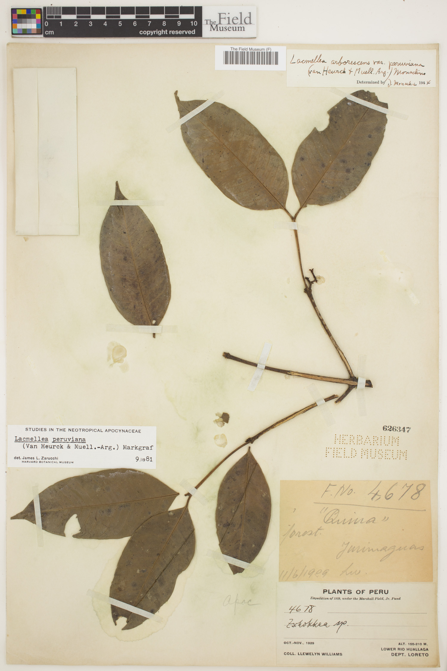 Lacmellea peruviana image