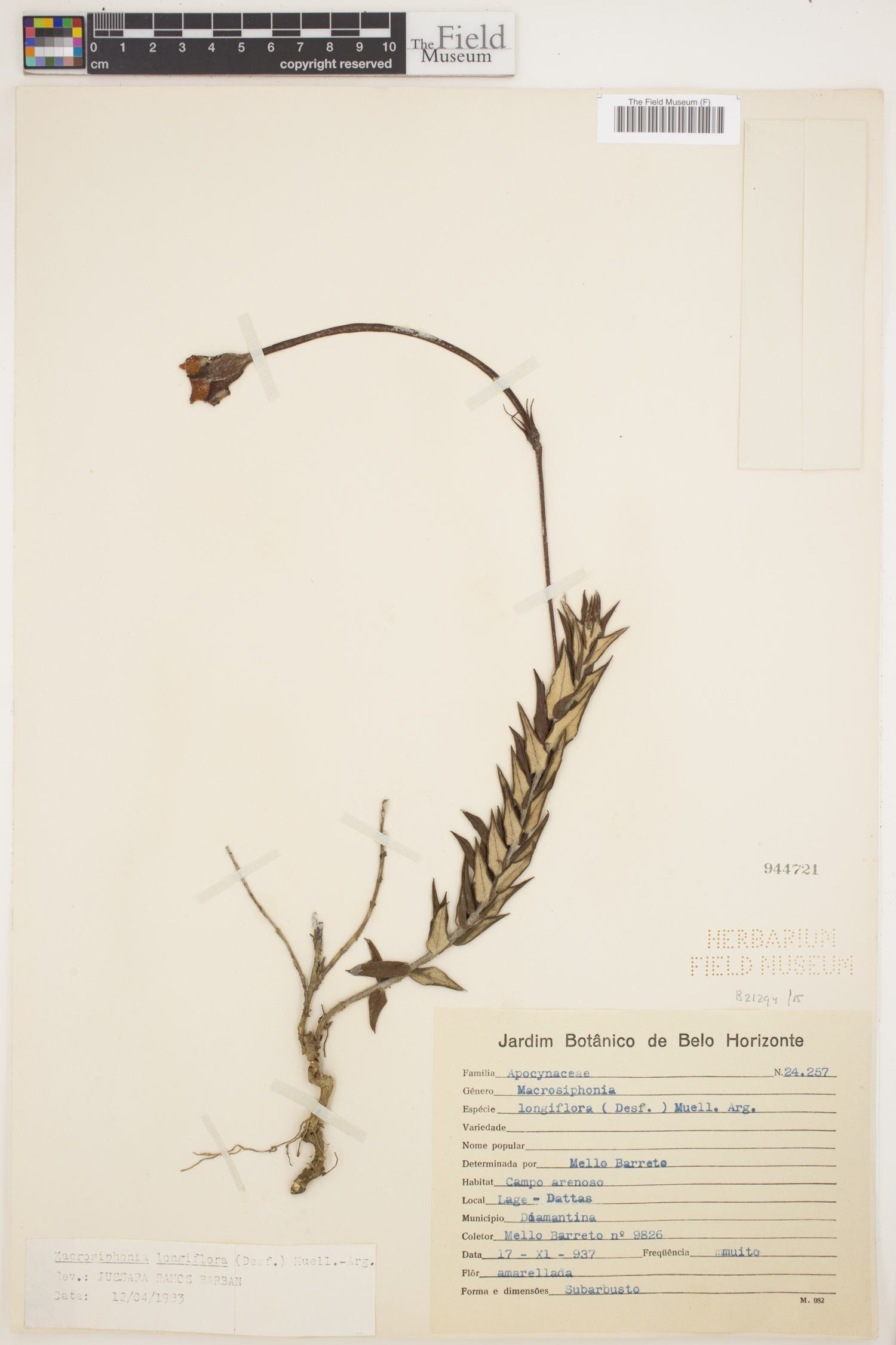 Macrosiphonia longiflora image
