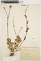 Macrosiphonia longiflora image