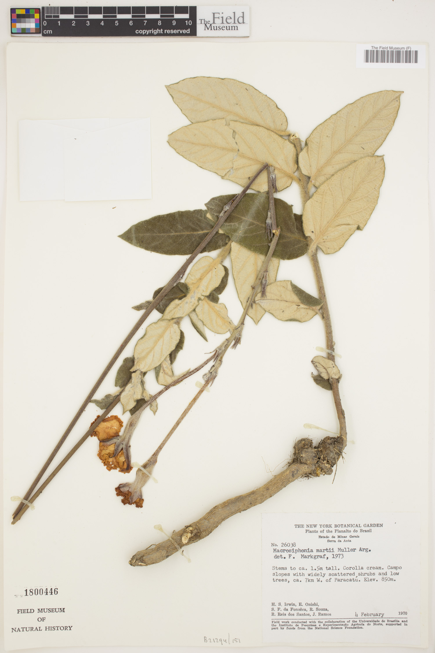 Mandevilla martii image