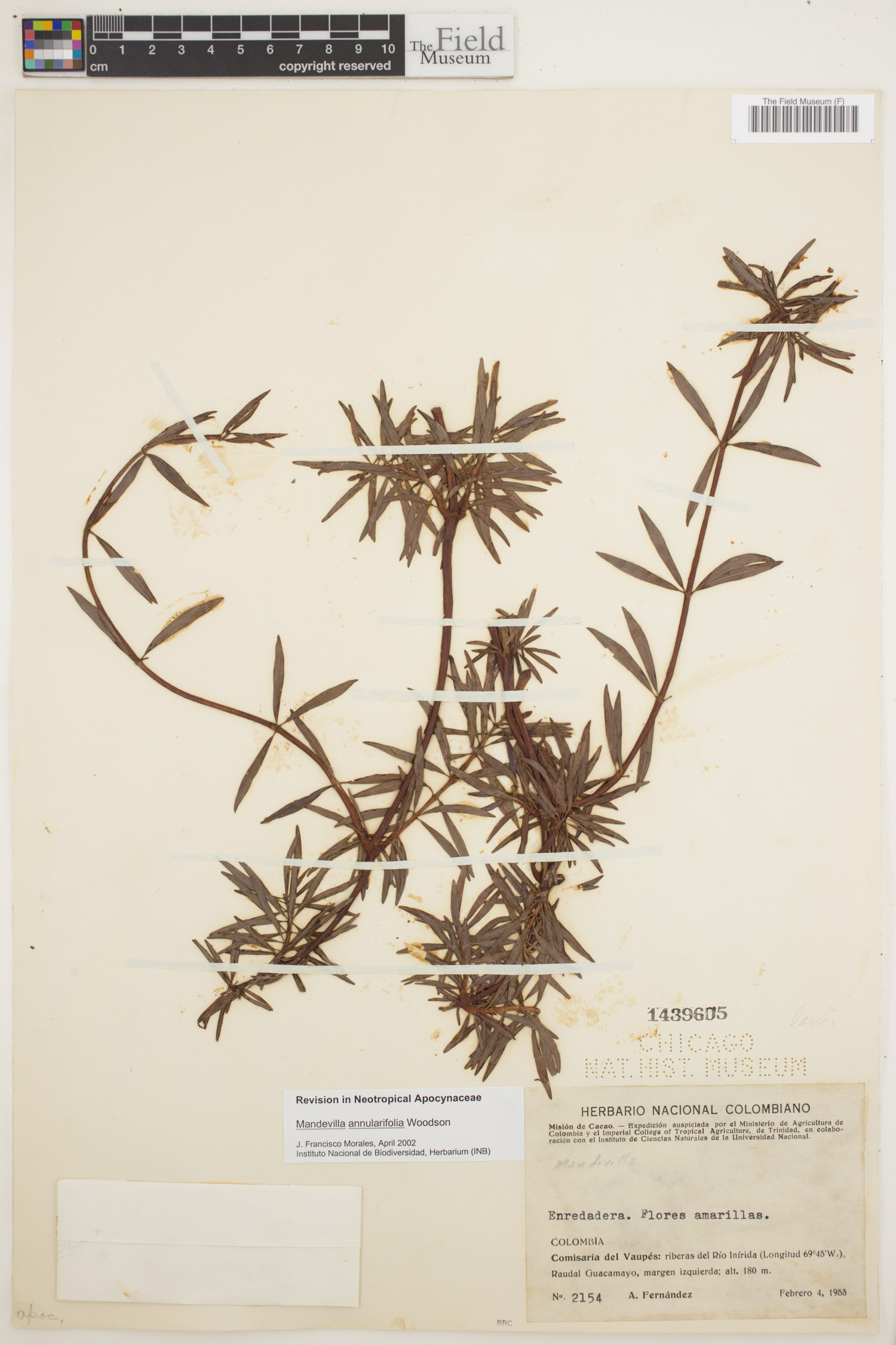 Mandevilla annulariifolia image