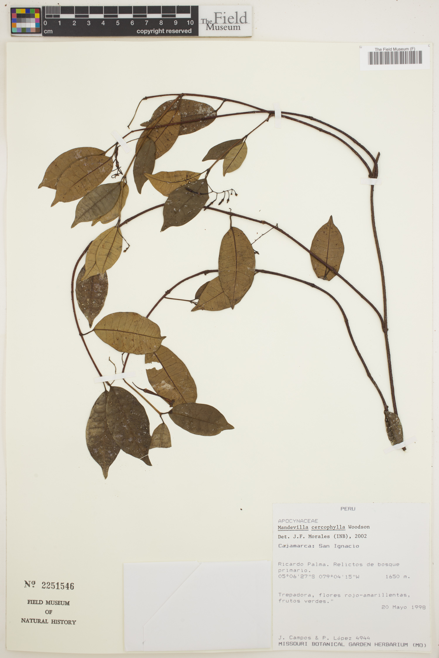 Mandevilla cercophylla image