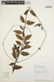 Mandevilla cercophylla image