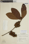 Sloanea parviflora image