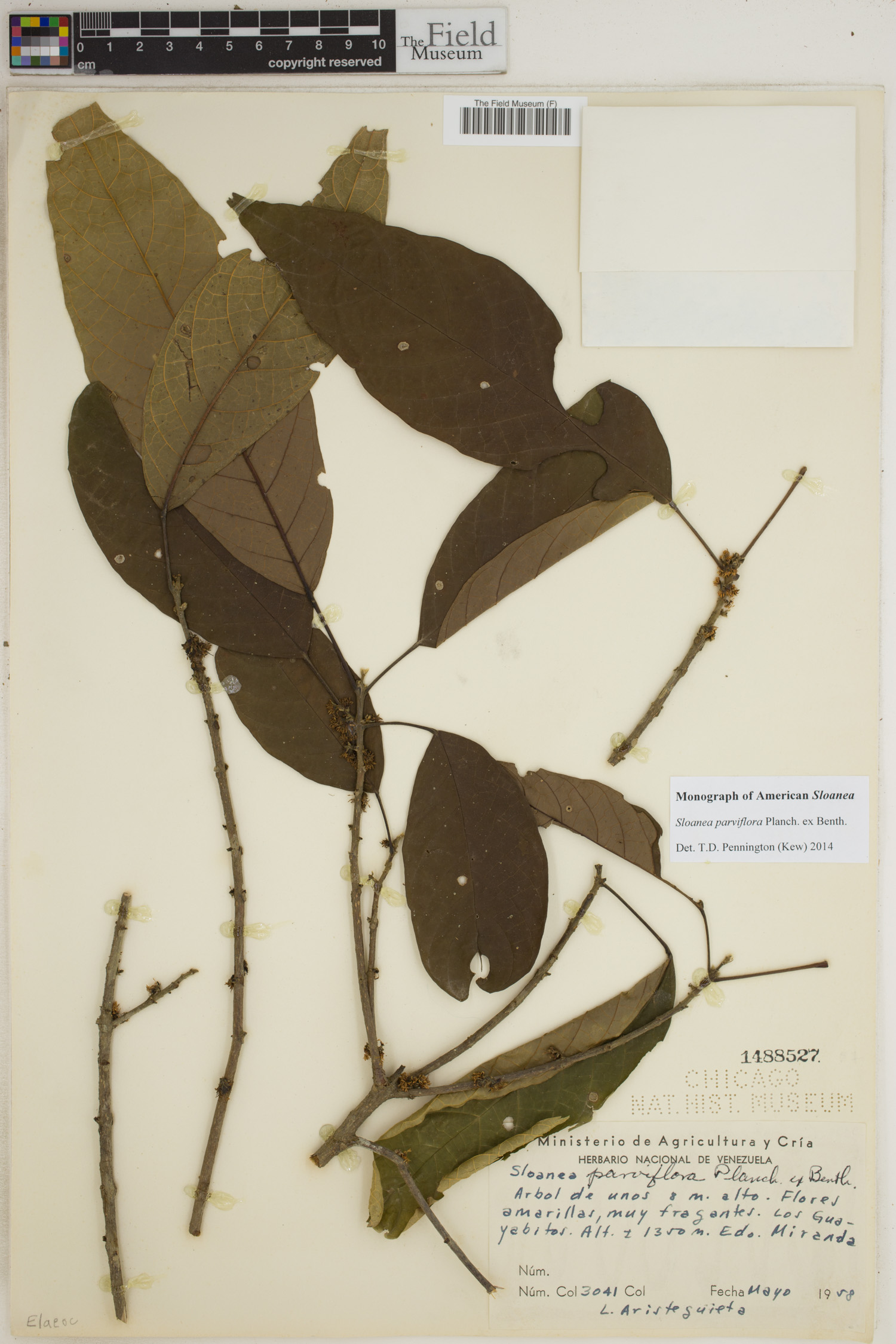 Sloanea parviflora image