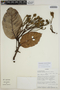Sloanea laevigata image