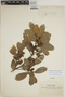 Sloanea obtusifolia image