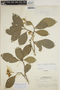Sloanea latifolia image