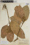 Sloanea durissima image