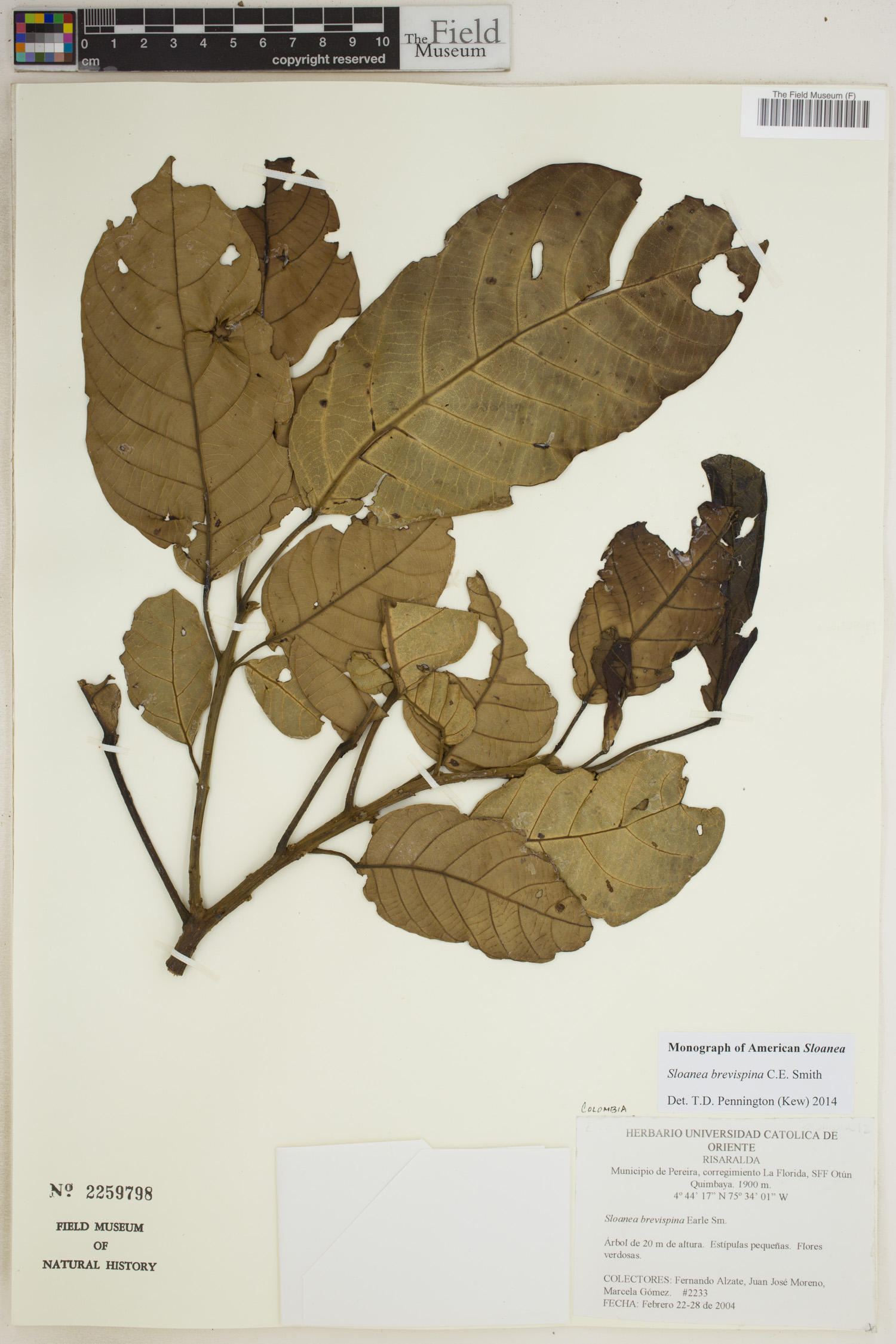 Sloanea brevispina image