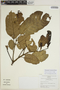 Sloanea brevispina image